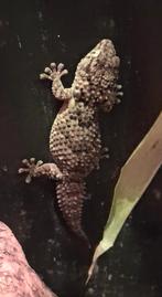 Mooie krokodilgekko Tarentola mauritanica, Hagedis, 0 tot 2 jaar