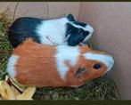 super knappe jonge cavia mannen - schitterende kleuren, Dieren en Toebehoren, Knaagdieren, Mannelijk, Tam, Maart, Cavia