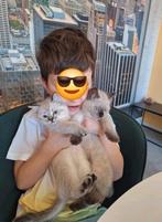 Bobo en Mini zoeken gouden mandje, Dieren en Toebehoren, Katten en Kittens | Raskatten | Korthaar, Poes, Ontwormd