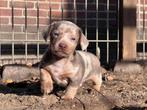 Superknappe Isabel dwergteckel pups, Dieren en Toebehoren, Honden | Teckels en Dashonden, CDV (hondenziekte), 8 tot 15 weken, Korthaar