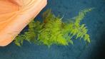 Sierasperge, Huis en Inrichting, Kamerplanten, Ophalen, Overige soorten, Halfschaduw, In pot