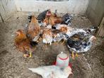 Zweedse bloemkippen, Dieren en Toebehoren, Pluimvee, Meerdere dieren, Kip