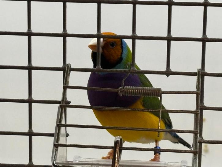 4-2 Gouldamadines Natuurbroed en Koudkweek Wildkleur & Blauw, Dieren en Toebehoren, Vogels | Overige Vogels, Tropenvogel, Meerdere dieren