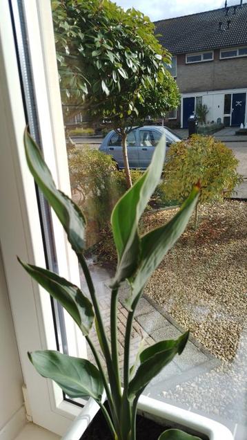 Strelitzia reginae of Paradijsvogel  bloem beschikbaar voor biedingen
