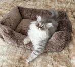Laatste Britse Langhaar Kitten Poes!, Dieren en Toebehoren, Katten en Kittens | Raskatten | Korthaar, Meerdere dieren, Ontwormd