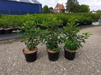 Portugese Laurier Prunus lusitanica voor hagen, Ophalen, Laurier