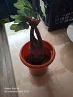 Harry Potter Mandragora Gillende Plant, Ophalen of Verzenden, Zo goed als nieuw