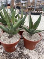 Sanseveria Pincuicula in de 17 cm pot, Overige soorten, Ophalen of Verzenden, In pot, Minder dan 100 cm