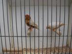 5 koppels oranjeborst zwartborst isabel zebravinken, Meerdere dieren, Tropenvogel