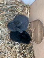 Konijntjes, Meerdere dieren, Dwerg