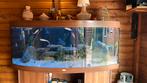 Juwel vision 450 Chicliden, Ophalen, Zo goed als nieuw, Gevuld zoetwateraquarium
