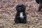 2 Prachtige Boomer ventjes (yorkiePoo x Shihtzu/ruwhTekkel), Parvo, Nederland, Overige rassen, 8 tot 15 weken