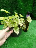 Kindje-op-moeders-schoot
Of (Tolmiea menziesii), Huis en Inrichting, Kamerplanten, Ophalen, Overige soorten, Minder dan 100 cm
