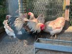 Wyandotte kriel haan kleur zalm, Dieren en Toebehoren, Pluimvee, Mannelijk, Kip