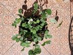 Pineberry, Ophalen, Volle zon, Vaste plant, Zomer