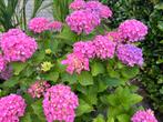 Roze boerenhortensia, Vaste plant, Halfschaduw, Zomer, Ophalen