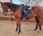 Brave 12 jr ruin 1,62 ( recreatie-manege-sport ), Dieren en Toebehoren, Paarden, B, Gechipt, Ruin, 160 tot 165 cm