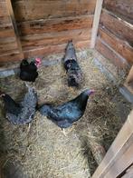 Gereserveerd, Dieren en Toebehoren, Pluimvee, Vrouwelijk, Kip