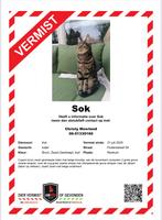 Kater vermist, wie heeft Sok gezien, Dieren en Toebehoren, Vermiste en Gevonden Dieren