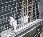Bonte diamant duiven, Meerdere dieren, Overige soorten