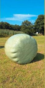 Ronde balen, Ophalen, Vee