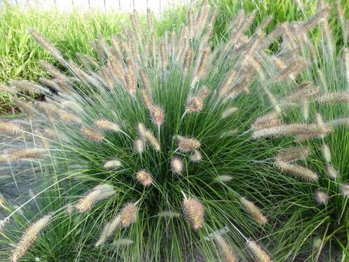 siergrassen zijn goed voor het milieu ook verkoop van vaste, Tuin en Terras, Planten | Tuinplanten, Vaste plant, Siergrassen, Ophalen