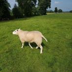 Swifter dekram, Dieren en Toebehoren, Mannelijk, Schaap, 3 tot 5 jaar