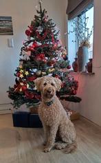 Dekreu Labradoodle Beschikbaar, Rabiës (hondsdolheid), Reu, 1 tot 2 jaar, Eén hond