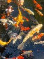 Japanse kooi, Dieren en Toebehoren, Vissen | Vijvervissen, Karper of Koi