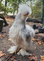 USA Silkie Rooster, Dieren en Toebehoren, Mannelijk, Kip