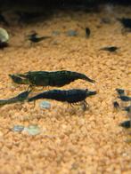 Dark green jades neocaridina garnalen, Dieren en Toebehoren, Vissen | Aquariumvissen, Kreeft, Krab of Garnaal