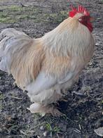 Mooie stoere Cochin haan., Dieren en Toebehoren, Pluimvee, Mannelijk, Kip