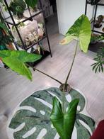 Alocasia zebrina mint xxl, Ophalen, Halfschaduw, Minder dan 100 cm