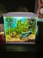 Aquarium, Dieren en Toebehoren, Vissen | Aquaria en Toebehoren, Ophalen, Gevuld zoetwateraquarium