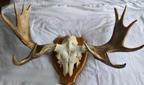 Groot eland gewei  Blikvanger uit Zweden, Huis en Inrichting, Woonaccessoires | Wanddecoraties, Ophalen