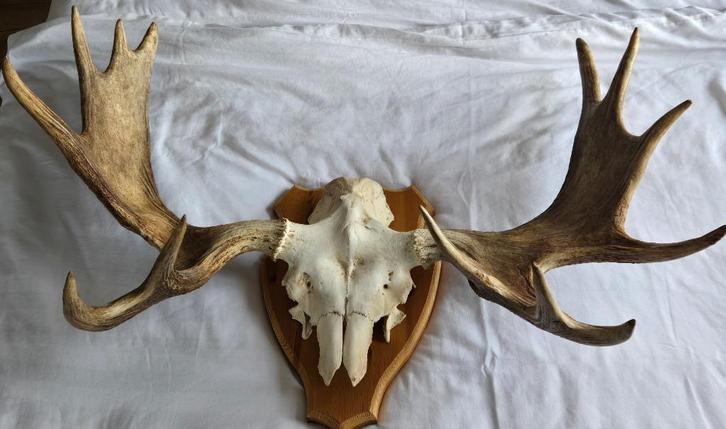 Groot eland gewei  Blikvanger uit Zweden, Huis en Inrichting, Woonaccessoires | Wanddecoraties, Ophalen