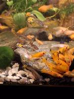 Jonge guppies en molly's, Dieren en Toebehoren, Vissen | Aquariumvissen, Vis
