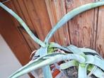 Aloe vera verschillende maten, Huis en Inrichting, Kamerplanten, Ophalen, Minder dan 100 cm