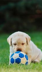 Gezocht labradors of golden retrievers om op te leiden, Dieren en Toebehoren, Honden | Retrievers, Spaniëls en Waterhonden, Parvo