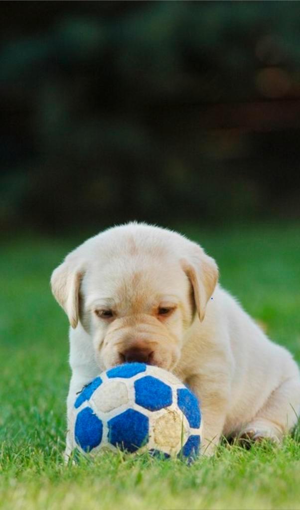 Gezocht labradors of golden retrievers om op te leiden, Dieren en Toebehoren, Honden | Retrievers, Spaniëls en Waterhonden, Meerdere dieren