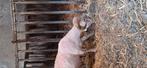 Ouessant ram, Dieren en Toebehoren, Schapen, Geiten en Varkens, Mannelijk, Schaap