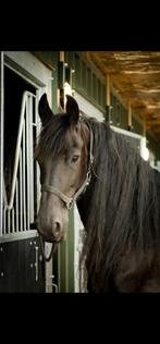 2 Friese stermerries en veulen te koop, Dieren en Toebehoren, Paarden, Merrie, 0 tot 2 jaar