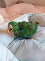 Tamme jonge Edel papegaai man, Dieren en Toebehoren, Vogels | Parkieten en Papegaaien, Mannelijk, Papegaai, Tam