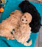 Mooie, lieve Maltipoo pups. Mogen t nestje verlaten., Dieren en Toebehoren, Honden | Chihuahua's en Gezelschapshonden, Overige rassen
