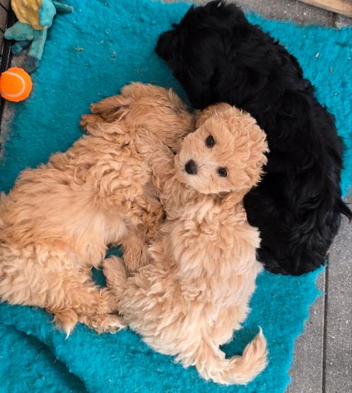 Mooie, lieve Maltipoo pups. Mogen t nestje verlaten., Dieren en Toebehoren, Honden | Chihuahua's en Gezelschapshonden, Meerdere dieren