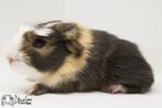 Choco otter creme witte (california choco?) coronet cavia, Dieren en Toebehoren, Cavia, Mannelijk, Tam, September