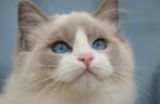Ragdoll kittens 🐱, Dieren en Toebehoren, Katten en Kittens | Raskatten | Langhaar, Meerdere dieren, Gechipt
