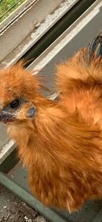 Gratis Zijdehoen haan, Dieren en Toebehoren, Pluimvee, Mannelijk, Kip