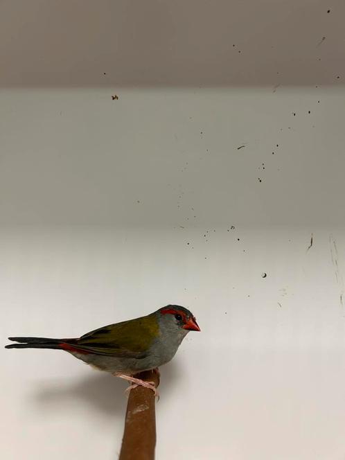 1-1 dorn astrildes, Dieren en Toebehoren, Vogels | Overige Vogels, Tropenvogel, Meerdere dieren