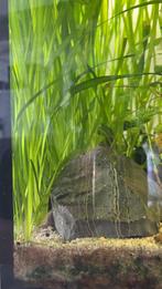 Vallisneria Spiralis, Dieren en Toebehoren, Vissen | Aquaria en Toebehoren, Ophalen of Verzenden, Zo goed als nieuw, Plant(en), Steen of Hout